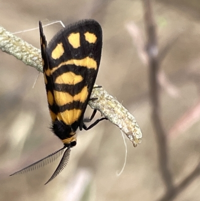 Asura lydia (Lydia Lichen Moth) at Ainslie, ACT - 4 Mar 2023 by Hejor1