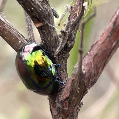 Callidemum hypochalceum (Hop-bush leaf beetle) at Ainslie, ACT - 4 Mar 2023 by Hejor1