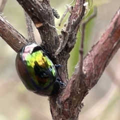 Callidemum hypochalceum (Hop-bush leaf beetle) at Mount Ainslie - 4 Mar 2023 by Hejor1