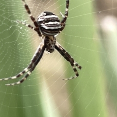 Gea theridioides (An orb weaver spider) at Ainslie, ACT - 4 Mar 2023 by Hejor1