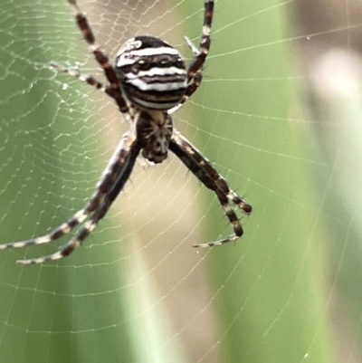 Gea theridioides (An orb weaver spider) at Mount Ainslie - 4 Mar 2023 by Hejor1