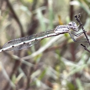 Austrolestes leda at Ainslie, ACT - 4 Mar 2023 11:45 AM