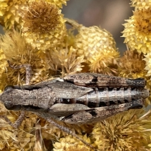 Phaulacridium vittatum at Ainslie, ACT - 4 Mar 2023