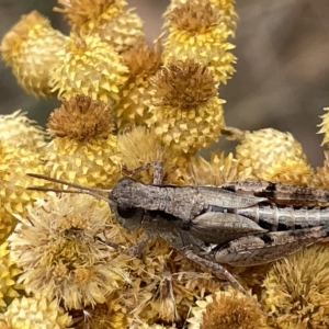 Phaulacridium vittatum at Ainslie, ACT - 4 Mar 2023