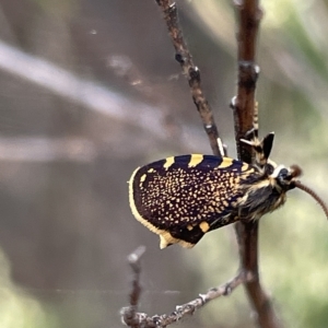 Cebysa leucotelus at Ainslie, ACT - 4 Mar 2023 12:06 PM