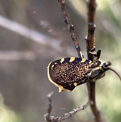 Cebysa leucotelus (Australian Bagmoth) at Mount Ainslie - 4 Mar 2023 by Hejor1