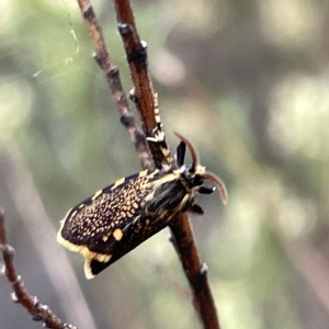 Cebysa leucotelus at Ainslie, ACT - 4 Mar 2023 12:06 PM