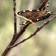 Cebysa leucotelus at Ainslie, ACT - 4 Mar 2023 12:06 PM