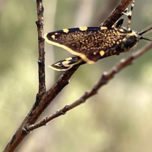 Cebysa leucotelus at Ainslie, ACT - 4 Mar 2023