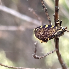 Cebysa leucotelus at Ainslie, ACT - 4 Mar 2023