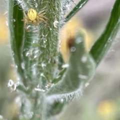Australomisidia pilula (Lozenge-shaped Flower Spider) at Ainslie, ACT - 4 Mar 2023 by Hejor1