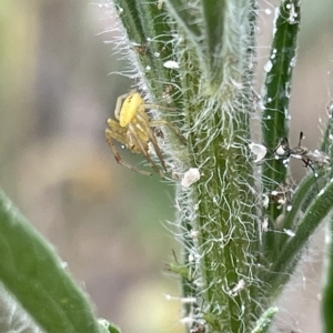 Australomisidia pilula at Ainslie, ACT - 4 Mar 2023