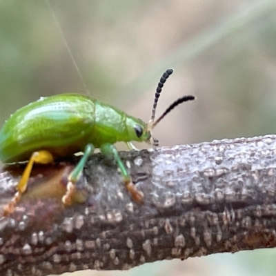 Calomela pallida (Leaf beetle) at Mount Ainslie - 4 Mar 2023 by Hejor1