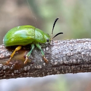 Calomela pallida at Ainslie, ACT - 4 Mar 2023 12:29 PM