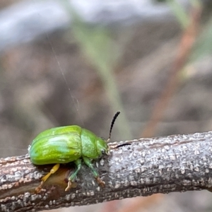 Calomela pallida at Ainslie, ACT - 4 Mar 2023