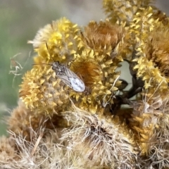 Nysius sp. (genus) (Seed bug) at Mount Ainslie - 4 Mar 2023 by Hejor1