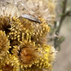 Nysius sp. (genus) at Ainslie, ACT - 4 Mar 2023