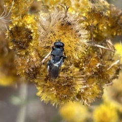 Chalcididae (family) (Unidentified chalcid wasp) at Mount Ainslie - 4 Mar 2023 by Hejor1