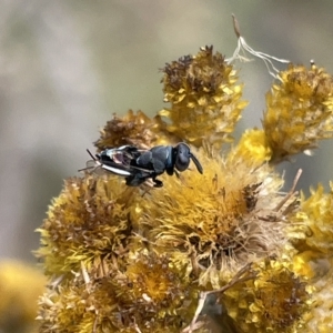 Chalcididae (family) at Ainslie, ACT - 4 Mar 2023