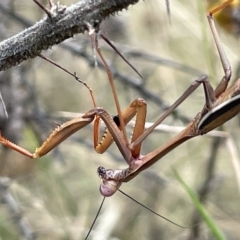 Pseudomantis albofimbriata (False garden mantis) at Ainslie, ACT - 4 Mar 2023 by Hejor1