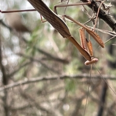 Pseudomantis albofimbriata at Ainslie, ACT - 4 Mar 2023