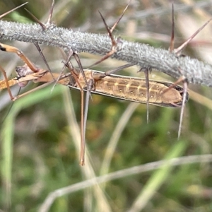 Pseudomantis albofimbriata at Ainslie, ACT - 4 Mar 2023 12:34 PM