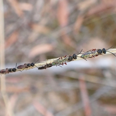 Diamma bicolor (Blue ant, Bluebottle ant) at Aranda, ACT - 3 Mar 2023 by CathB