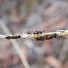 Diamma bicolor at Aranda, ACT - 3 Mar 2023 07:13 AM