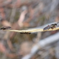 Diamma bicolor at Aranda, ACT - 3 Mar 2023 07:13 AM