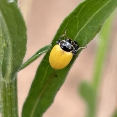 Hippodamia variegata (Spotted Amber Ladybird) at Ainslie, ACT - 4 Mar 2023 by Hejor1