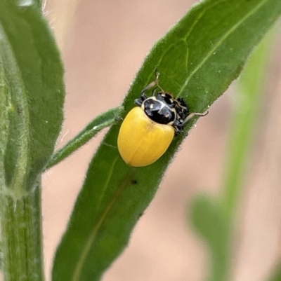 Hippodamia variegata (Spotted Amber Ladybird) at Ainslie, ACT - 4 Mar 2023 by Hejor1