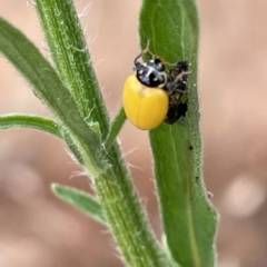 Hippodamia variegata at Ainslie, ACT - 4 Mar 2023