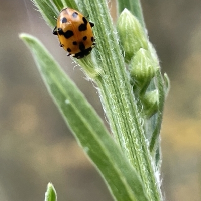 Hippodamia variegata (Spotted Amber Ladybird) at Mount Ainslie - 4 Mar 2023 by Hejor1