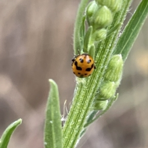 Hippodamia variegata at Ainslie, ACT - 4 Mar 2023