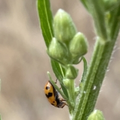 Hippodamia variegata at Ainslie, ACT - 4 Mar 2023