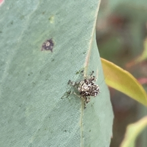 Brunotartessus fulvus at Ainslie, ACT - 4 Mar 2023