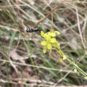 Syrphini sp. (tribe) at Ainslie, ACT - 4 Mar 2023