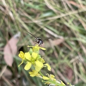 Syrphini sp. (tribe) at Ainslie, ACT - 4 Mar 2023