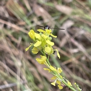 Syrphini sp. (tribe) at Ainslie, ACT - 4 Mar 2023