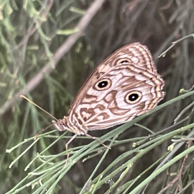 Geitoneura acantha (Ringed Xenica) at Mount Ainslie - 4 Mar 2023 by Hejor1