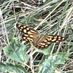 Heteronympha paradelpha (Spotted Brown) at Mount Ainslie - 4 Mar 2023 by Hejor1