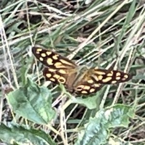 Heteronympha paradelpha at Ainslie, ACT - 4 Mar 2023 01:08 PM