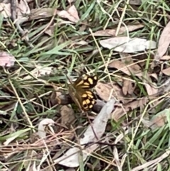 Heteronympha paradelpha at Ainslie, ACT - 4 Mar 2023 01:08 PM