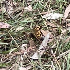 Heteronympha paradelpha at Ainslie, ACT - 4 Mar 2023 01:08 PM