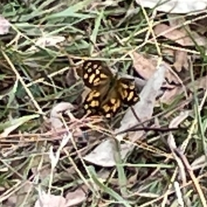 Heteronympha paradelpha at Ainslie, ACT - 4 Mar 2023 01:08 PM