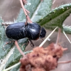 Acrossidius tasmaniae (Black-headed pasture cockchafer) at Ainslie, ACT - 4 Mar 2023 by Hejor1