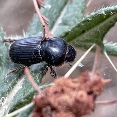 Acrossidius tasmaniae (Black-headed pasture cockchafer) at Mount Ainslie - 4 Mar 2023 by Hejor1