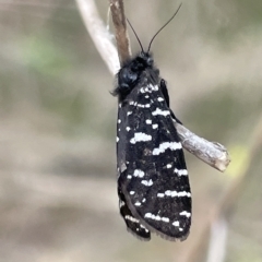Psychanisa sp. (genus) (A case moth) at Ainslie, ACT - 4 Mar 2023 by Hejor1