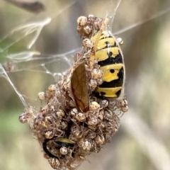 Vespula germanica (European wasp) at Mount Ainslie - 4 Mar 2023 by Hejor1