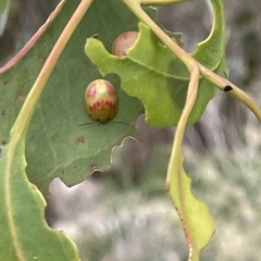 Paropsisterna fastidiosa (Eucalyptus leaf beetle) at Ainslie, ACT - 4 Mar 2023 by Hejor1